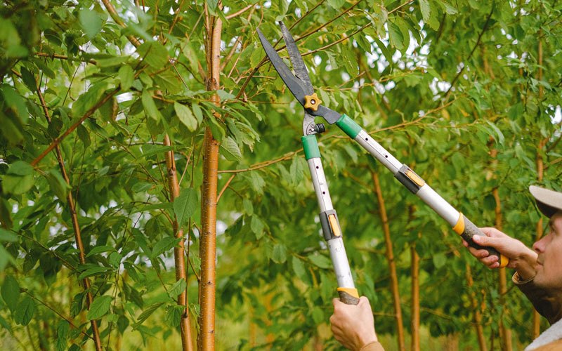 Tree trimming in Springville, UT